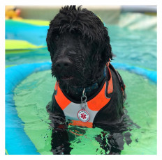 Enzo - Working Water Dog Excellence Title