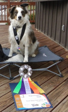 Ozzie - Trick Dog Champion Title